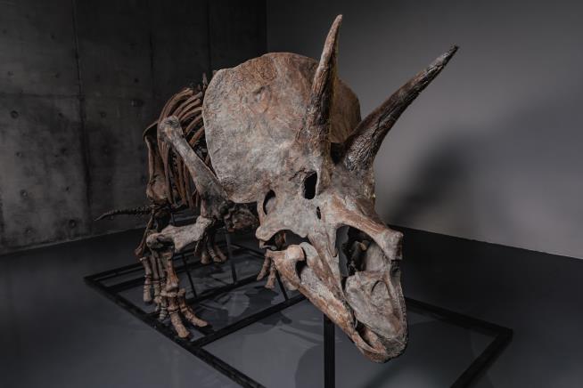 Triceratops skeleton 'Trey' to hit the auction block as dinosaur market soars