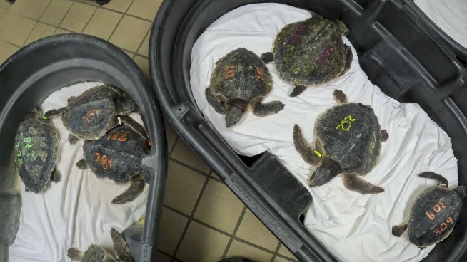 52 sea turtles experiencing 'cold stun' in New England flown to rehab in Florida