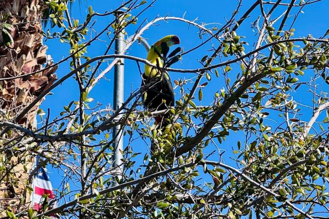 Rescue group in Las Vegas tries to catch a toucan that escaped its owner before it's too late