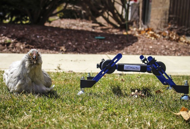 Girl not amused by 'SNL' joke about her disabled pet chicken