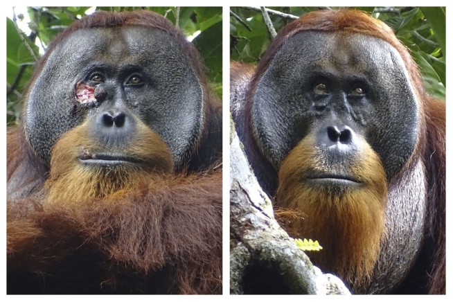 A wild orangutan used a medicinal plant to treat a wound, scientists say