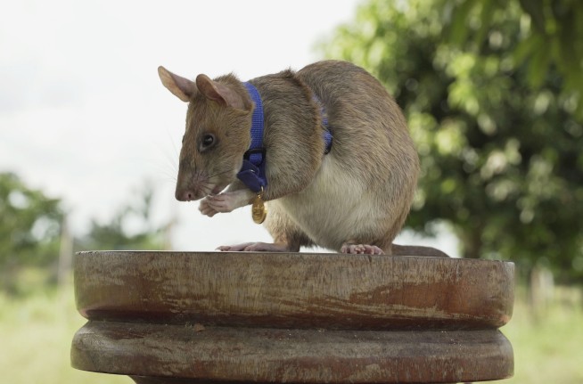 Mine-sniffing rat Magawa ends years of hard work in Cambodia