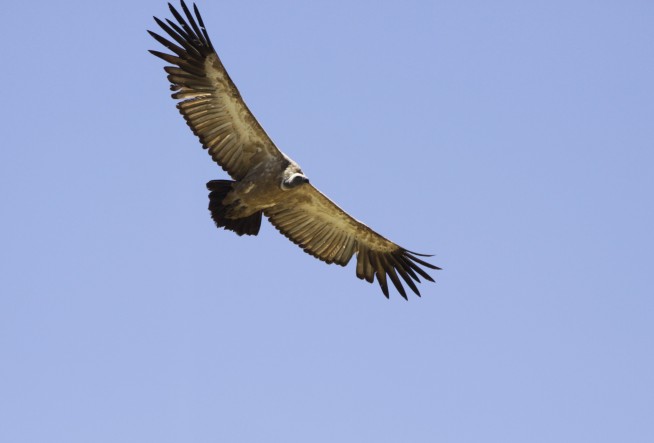 Vultures are among the least loved animals. African conservationists are trying to change that