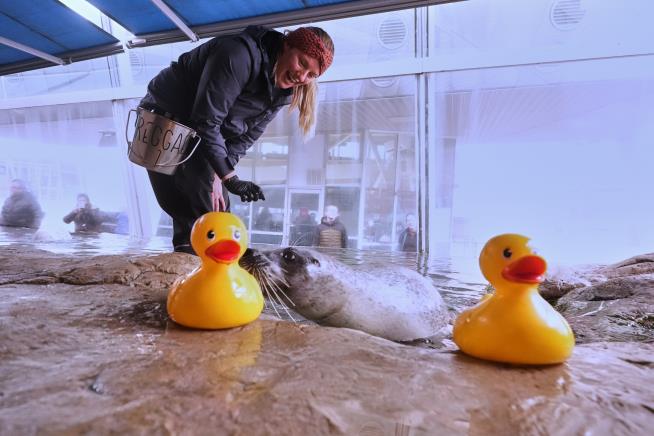 Reggae the seal uses rubber ducks for daily enrichment training at Boston aquarium