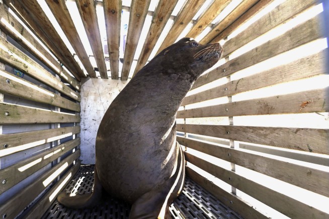 Senate passes bill making it easier to kill sea lions