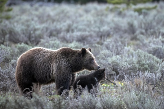 Grand Teton grizzly bear No. 399 that delighted visitors for decades is killed by vehicle in Wyoming