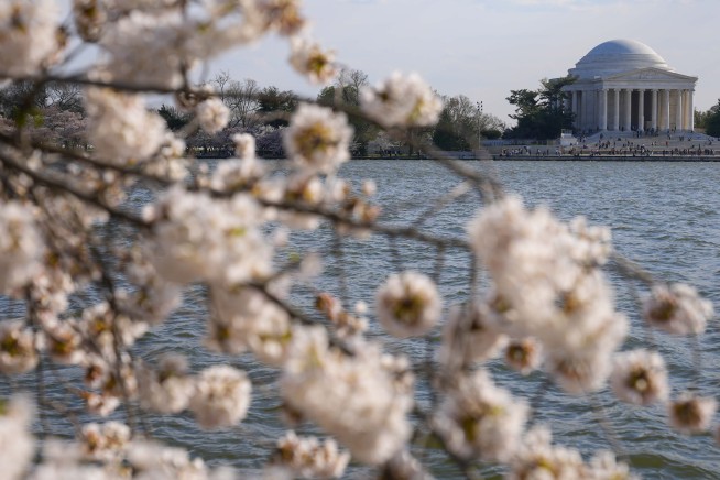 More than 100 iconic cherry trees in Washington are being cut down. So long, Stumpy