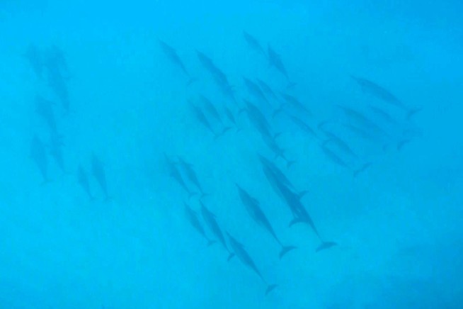 US bans swimming with Hawaii's nocturnal spinner dolphins