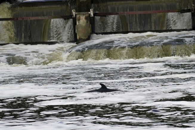 Minke whale is lost far from home in London's Thames River
