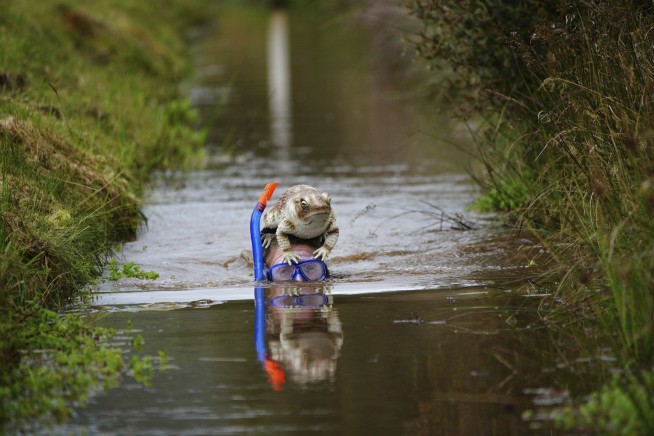 Competitors get down and dirty at Britain's bog snorkeling championships