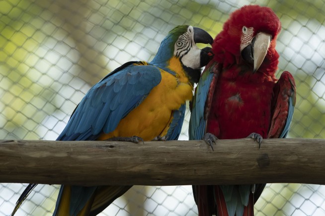 Last wild macaw in Rio is lonely and looking for love