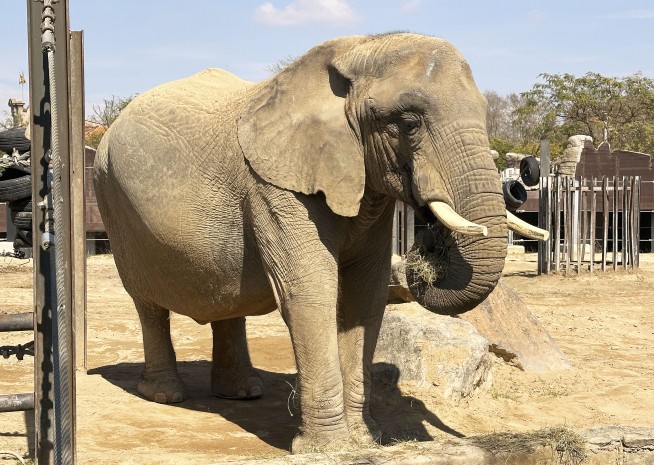 Assisted living isn't just for people. A zoo in Spain helps elderly elephants age gracefully