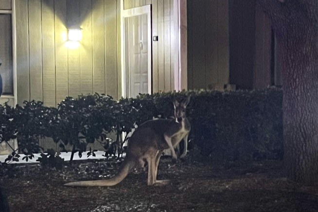 Sheriff's deputies corral wayward kangaroo near pool at Florida apartment complex