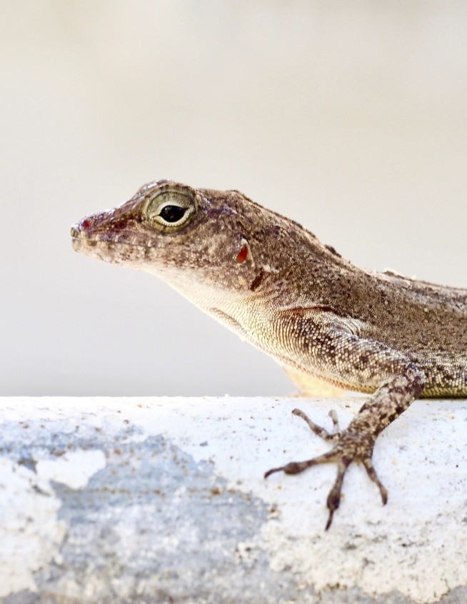 Forest lizards genetically morph to survive life in the city