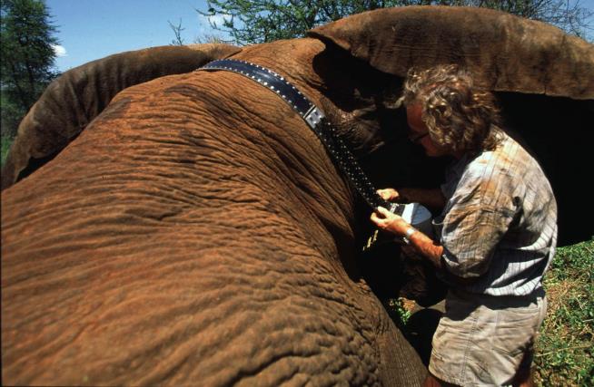 Iain Douglas-Hamilton, British zoologist and Save the Elephants founder, dies at 83