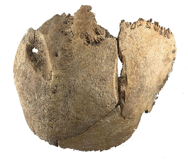 A mass grave for fighters in a Roman Empire-era battle is revealed in Vienna