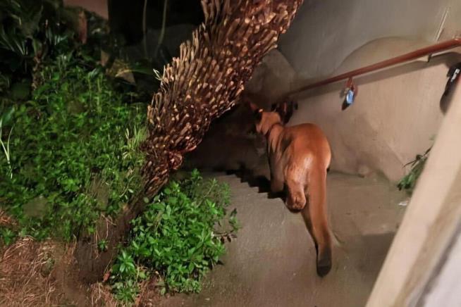 Mountain lion roams posh San Francisco neighborhood before being captured