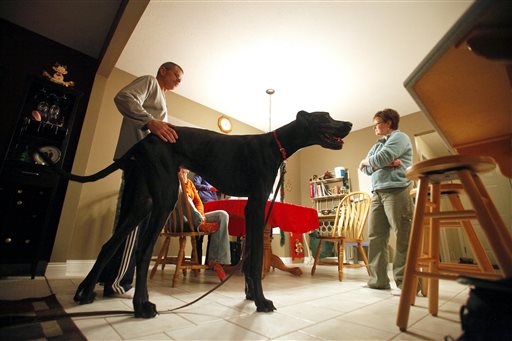 World's tallest dog from Otsego dies at age 5
