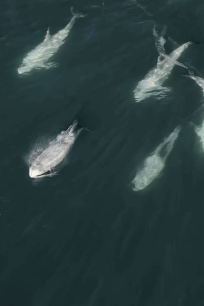 Watch a miles-long cluster of dolphins captured on drone video