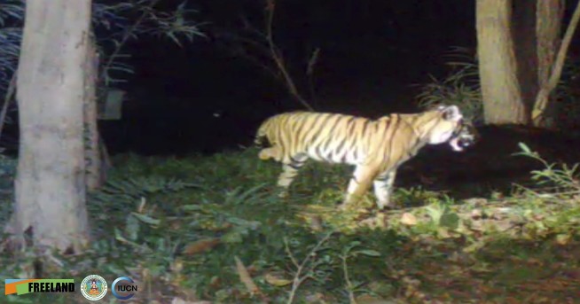 Thai wildlife group says tiger missing a leg needs help