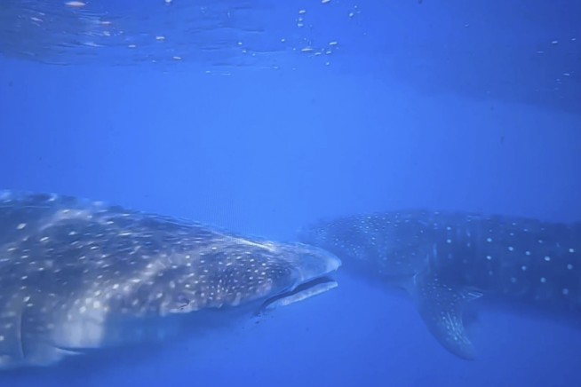 Where do whale sharks mate? The search to learn where the magic happens for the world's biggest fish