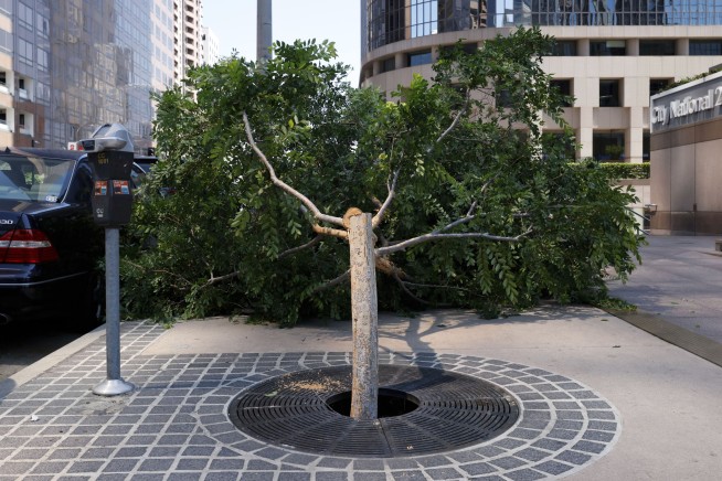 Los Angeles police arrest a suspect in the chain saw massacre of city trees