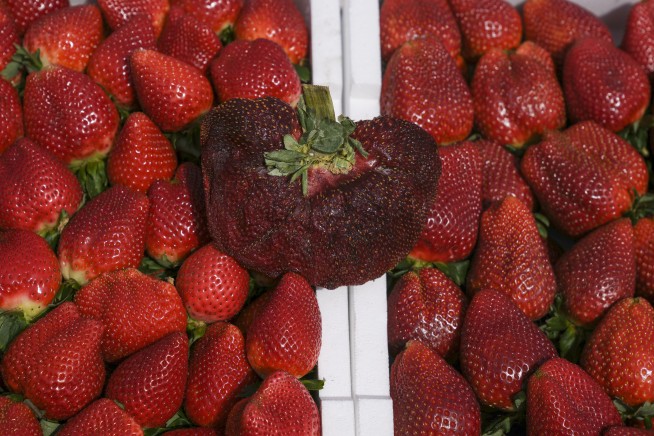 Israeli strawberry clocks in as world's heaviest on record