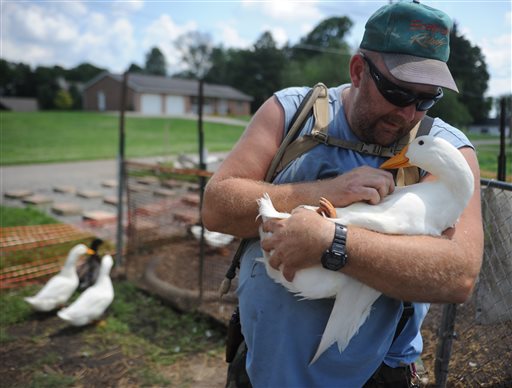 Iraq vet cited for owning 14 therapeutic pet ducks