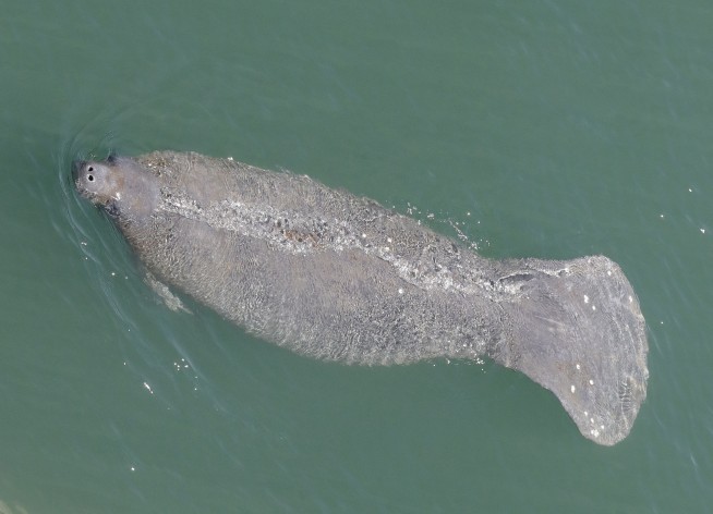 Florida tops 1,000 manatee deaths in grim single-year record