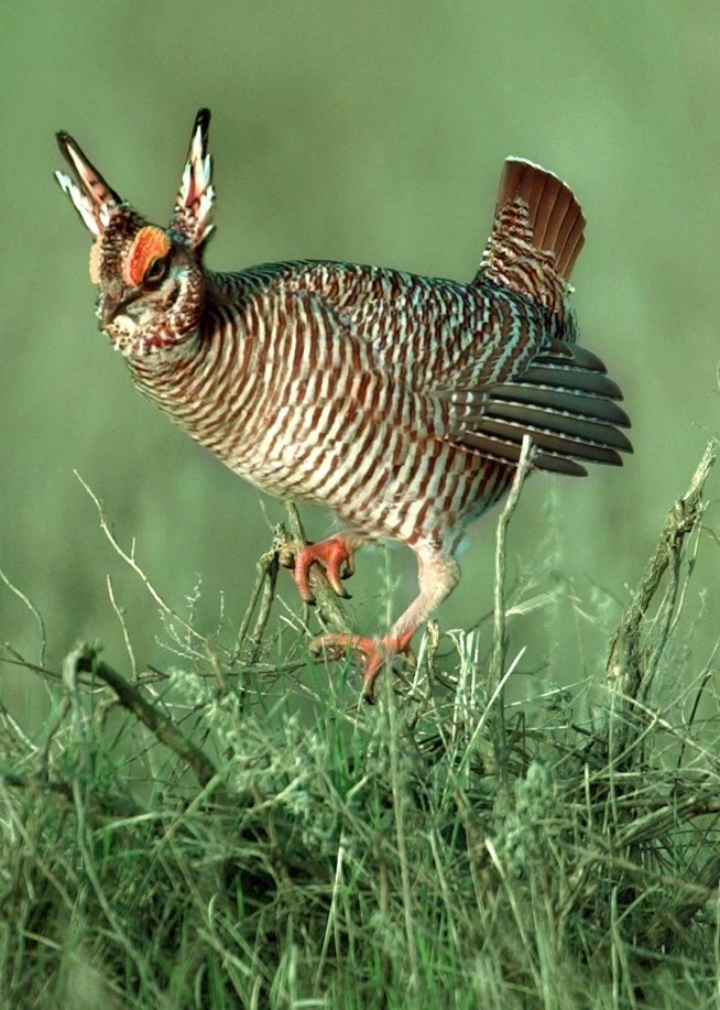 GOP targets landmark Endangered Species Act for big changes