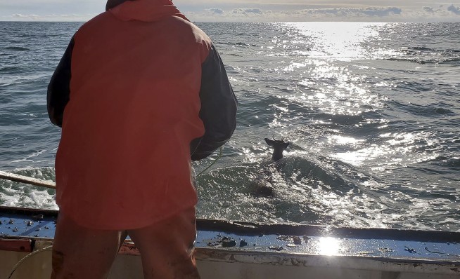 Lobsterman rescues deer trapped in water off Maine coast