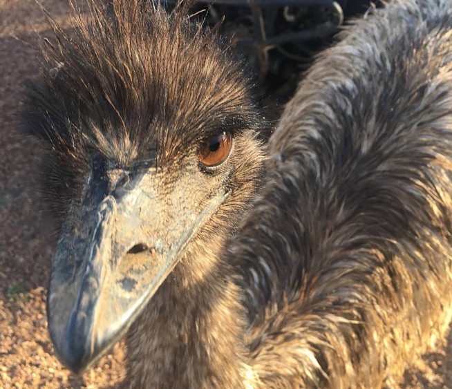 Australian Outback pub bans messy emus for 'bad behavior'