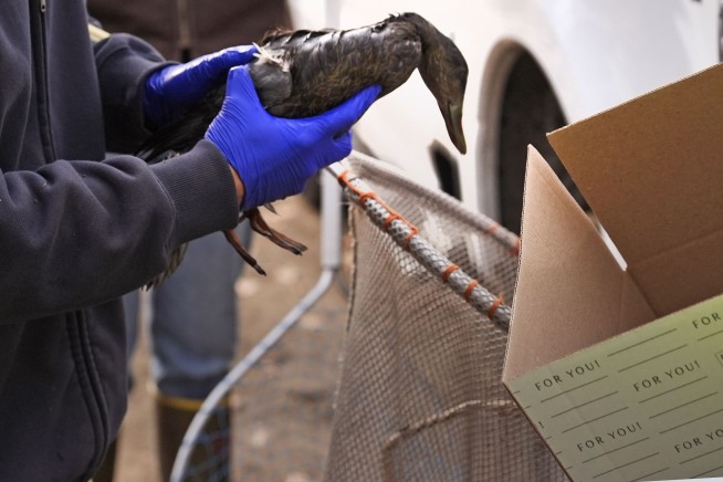 Rescuers rush to save geese and ducks soaked in oil due to spill in Boston river