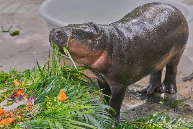 Thousands celebrate baby hippo Moo Deng's first birthday at a Thailand zoo