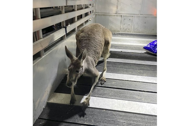 Sheriff's deputies corral wayward kangaroo near pool at Florida apartment complex