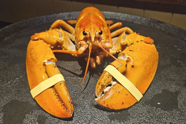 Meet Crush, the rare orange lobster diverted from dinner plate to aquarium by Denver Broncos fans