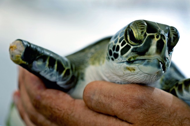 Turtles dying from eating trash show plastics scourge in UAE