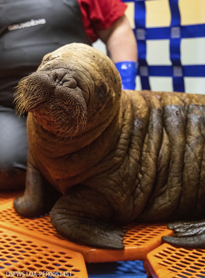 Rescued walrus calf 'sassy' and alert after seemingly being left by her herd in Alaska