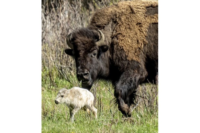 Reported birth of rare white buffalo calf in Yellowstone park fulfills Lakota prophecy