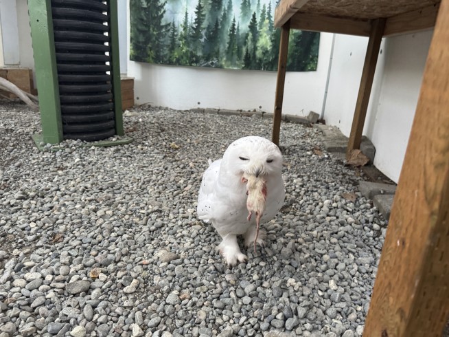 Why people are naming bugs, rats and cats after their exes this Valentine’s Day