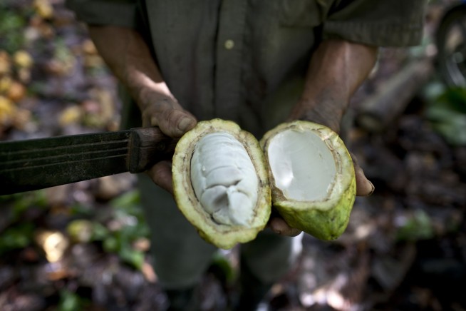 How old is cacao? New research pushes back date