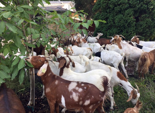 No kidding: Dozens of goats chow down in Idaho neighborhood