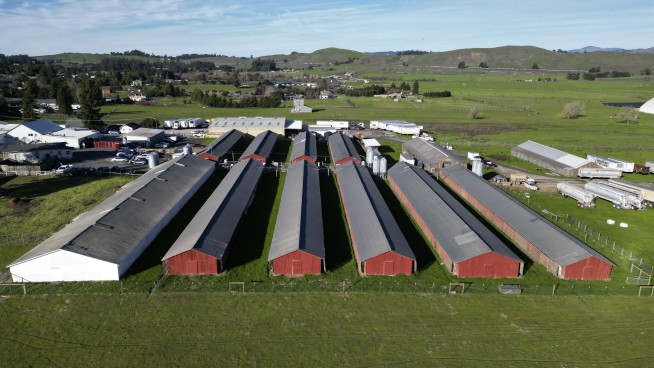 Avian flu is devastating farms in California's 'Egg Basket' as outbreaks roil poultry industry