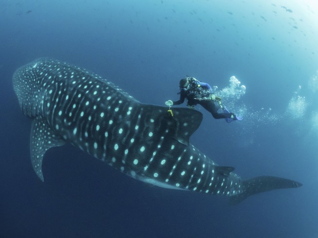 Cracking the mysteries of the elusive, majestic whale shark