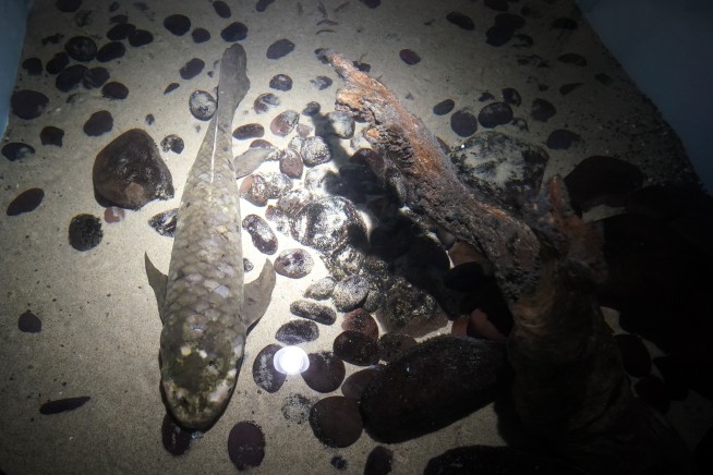 Meet Methuselah, the oldest living aquarium fish