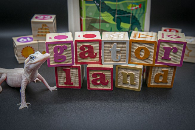Extremely rare white alligator is born at a Florida reptile park