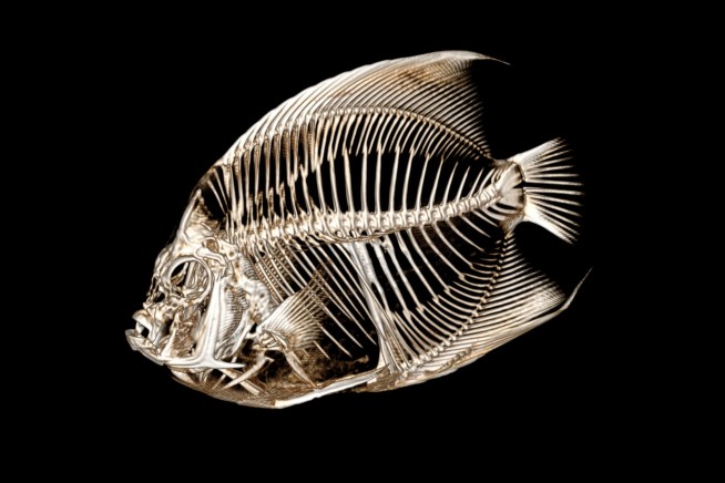 Fish with a funny float gets a CT scan at the Denver Zoo
