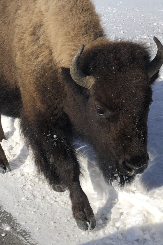Yellowstone begins bison captures as it seeks to cull herd