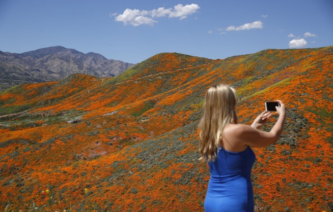 'Super bloom' swarms force California city to say no more