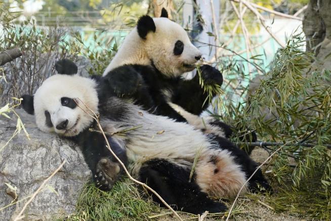 Japan will be without a panda for the first time in 50 years after twins leave Tokyo zoo